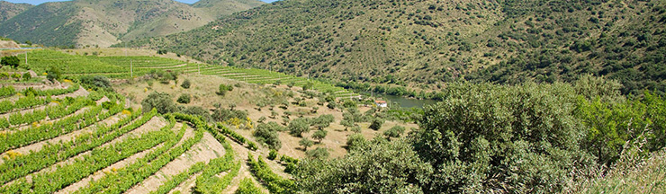 panoramica-vinos-castilla-leon-arribes.jpg