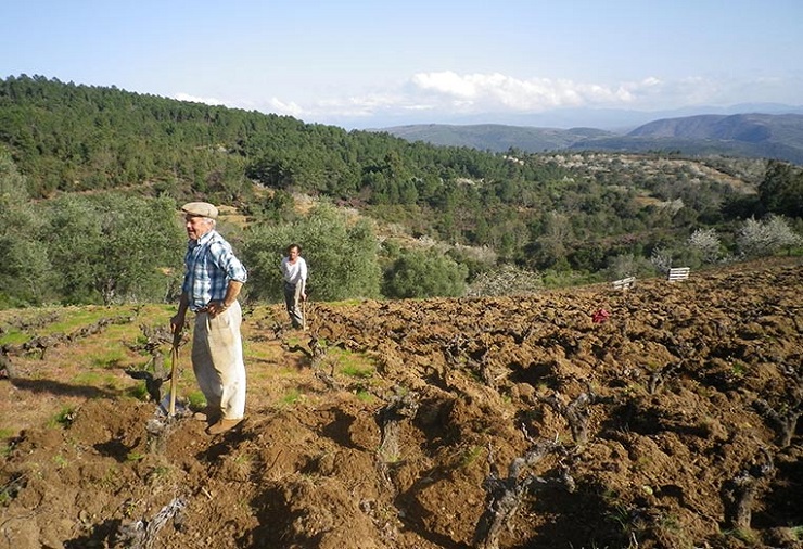 carrusel-abriendo-cepas-a-azada.jpg