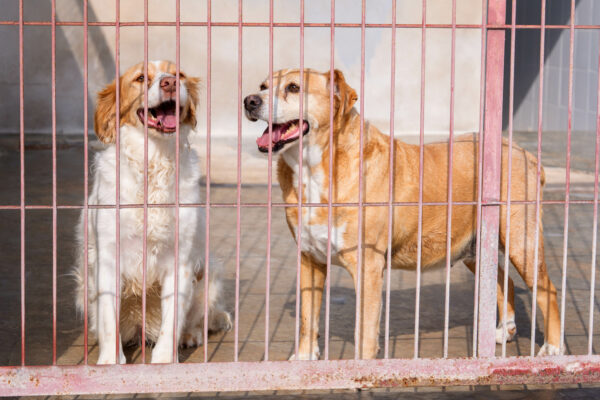 La Feria de Bienestar Animal se celebrará el próximo sábado