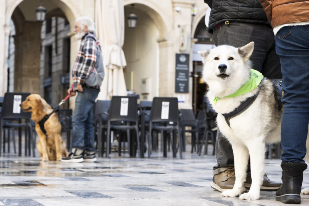 Continua augmentant el cens d'animals de companyia a Alcoi