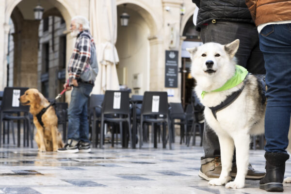 Sigue aumentando el censo de animales de compañía en Alcoy